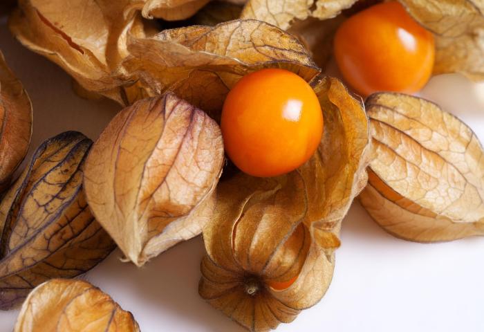Physalis