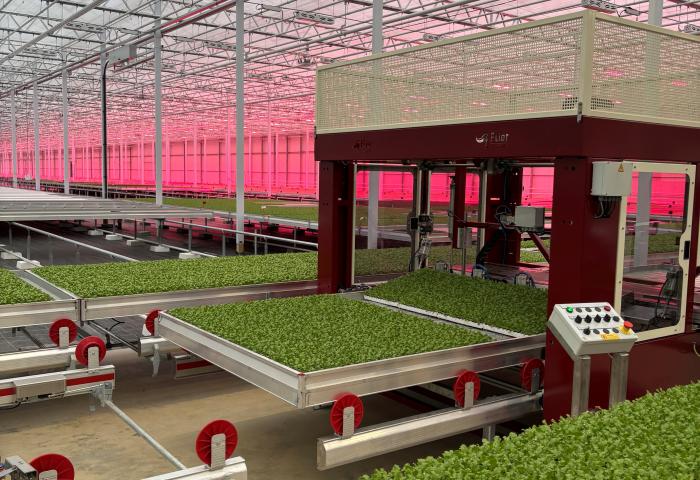Hydroponik Salatanbau