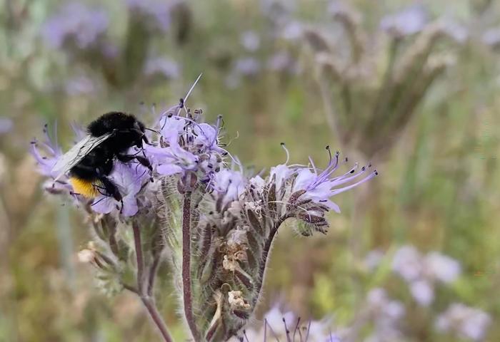 Steinhummel