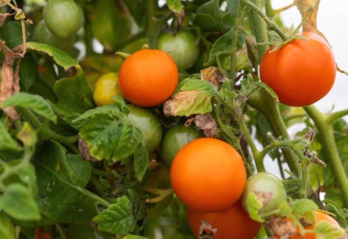 Orangene Vitaminangereicherte Tomate