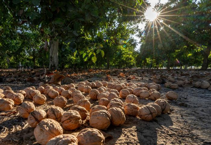Walnüsse liegen auf dem Boden der Plantage