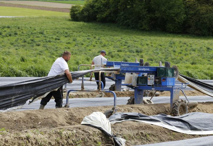Bleichspargel wird in einem Damm unter Folien angebaut – auch beim Grünspargel wird zum Teil auf Minitunnel gesetzt.