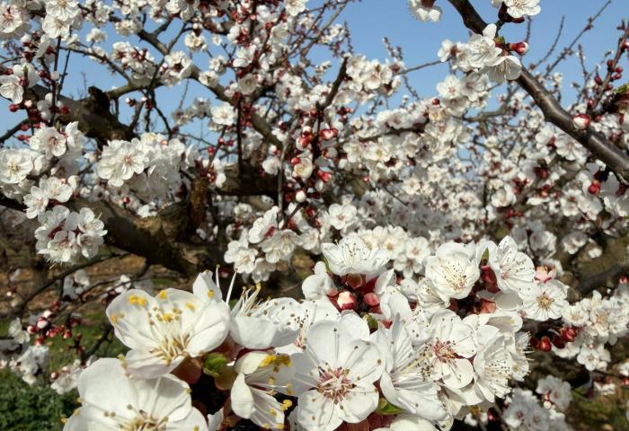 Blühende Aprikosenbäume in Frankreich