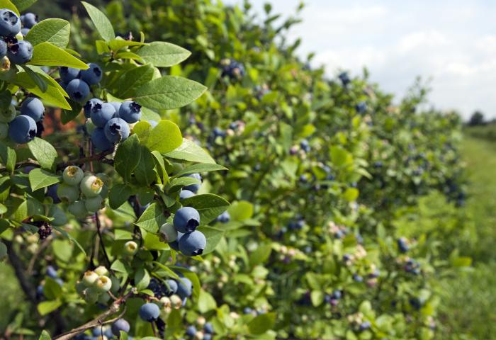Heidelbeeren am Strauch