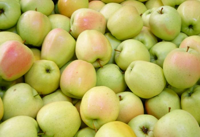 Viele Äpfel der Sorte Golden Delicious