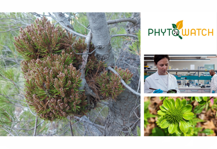 Phytowatch Logo News