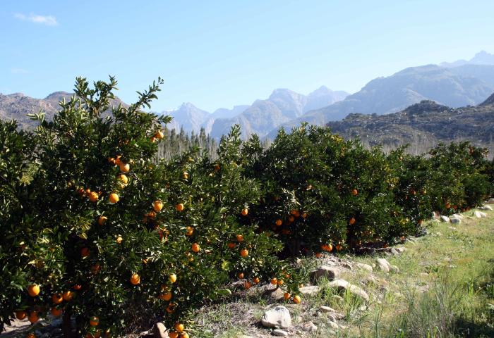 Orangenplantage