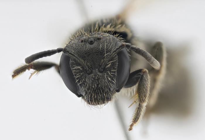 Kopf einer Wildbiene