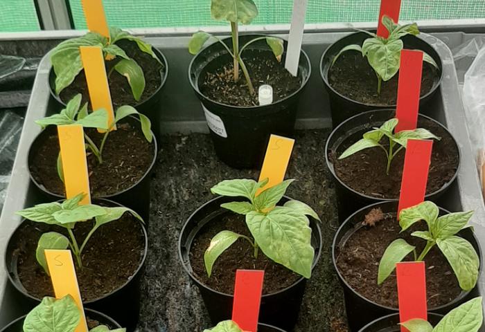 Tomaten und Paprika bei Tests des Leibniz Instituts/DSMZ 