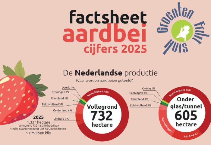 Fakten zu Erdbeeren aus den Niederlanden