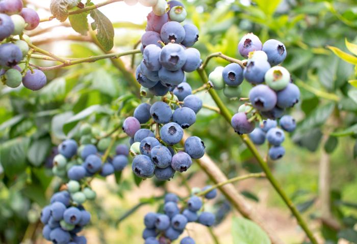 Heidelbeeren am Busch