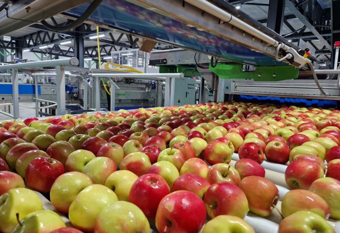 Äpfel in Verpackungsanlage