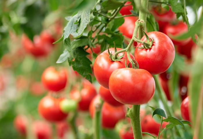 Tomaten-Anbau