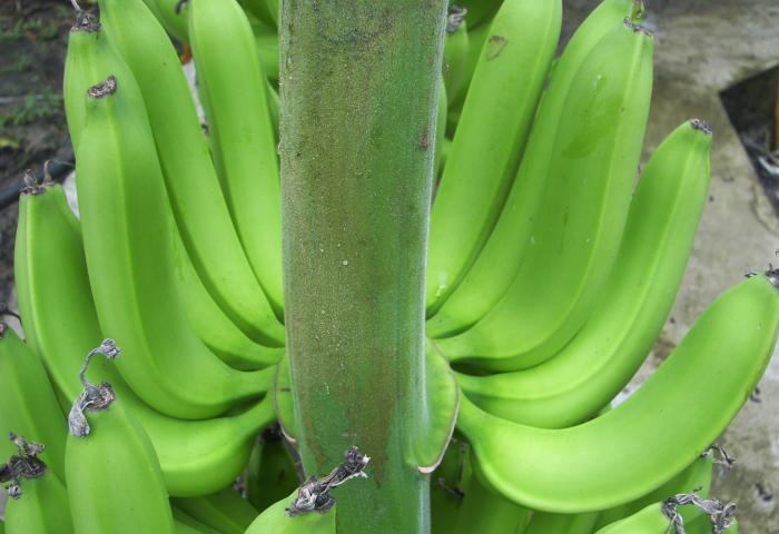 große Bananen