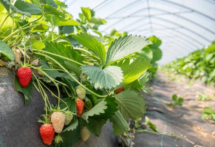 Unabhängiger von Witterungseinflüssen: Im Folientunnel eines Anbaubetriebes in der Region Hannover wachsen Erdbeeren heran.