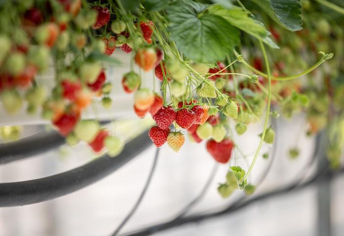 In der Schweiz erzeugte Erdbeeren 
