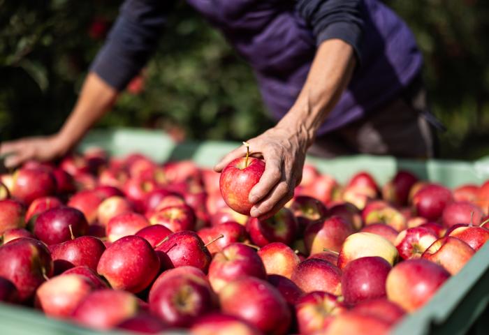 Inored-Apfel