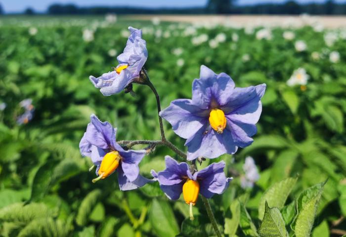 Kartoffelblüte vor Feld