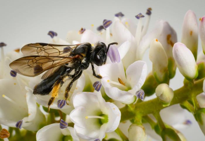 Biene Leioproctus launcestonensis auf Blüte