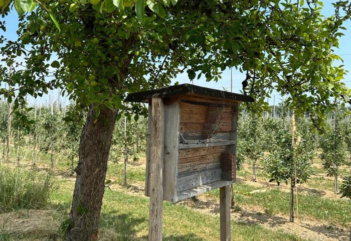 Bienennistkasten steht vor Obstbaum