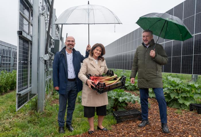 Das Bild zeigt Staatsministerin Michaela Kaniber gemeinsam mit Dr. Jörg Hirsche (Leiter der LWG) sowie BBV-Präsident Günther Felßner (r.) bei der Agri-PV-Anlage vor einer Versuchsfläche mit Rhabarber in Uffenheim.