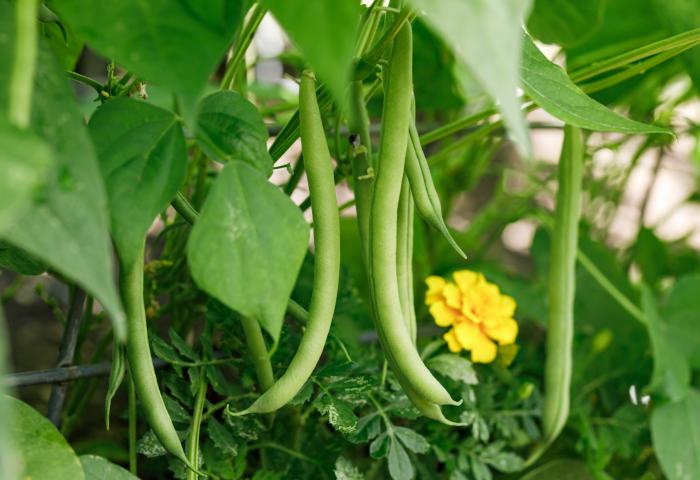 Buschbohnen mit Blüte