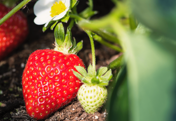 Erdbeeren Früchte und Blüten