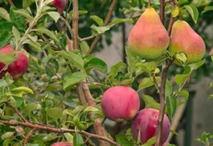 Äpfel und Birnen am Baum