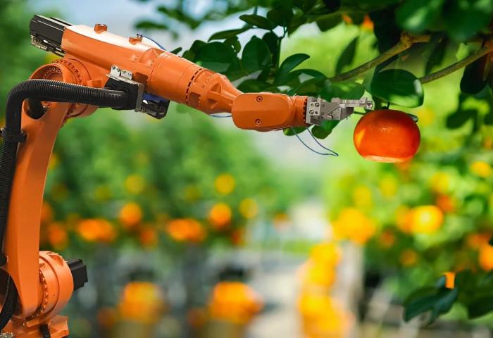 Ernteroboter pflückt Citrusfrucht