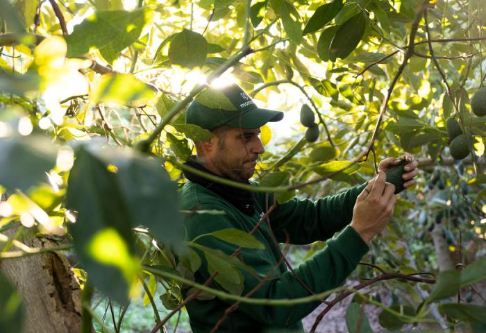 Mann erntet Avocados