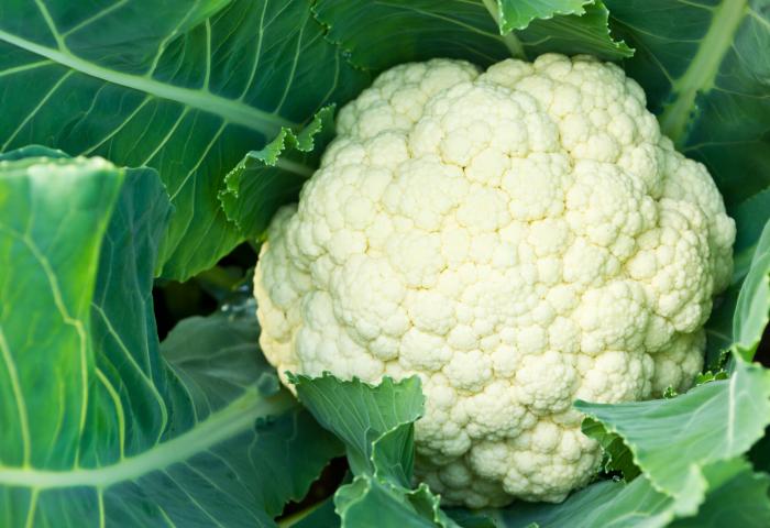 Blumenkohl