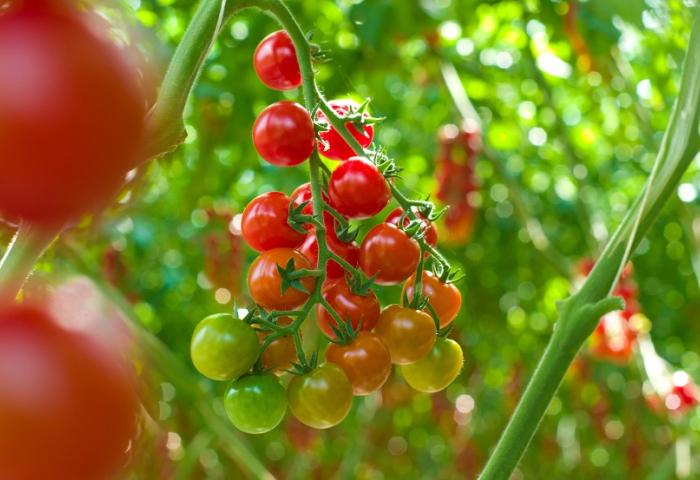 Tomaten im Gewächshaus