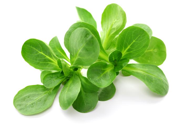 Feldsalat