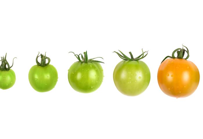 verschiedene Entwicklungsstadien der Tomate