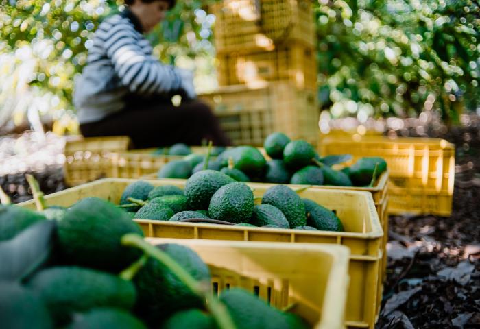 Mensch erntet Avocados, die in gelbe Kisten gelegt werden