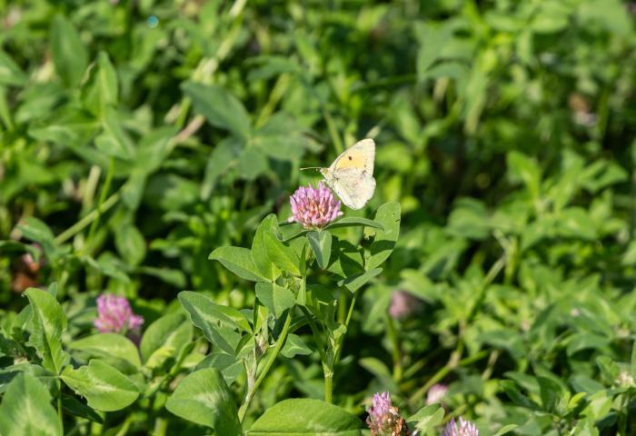 Schmetterling auf Pflanze