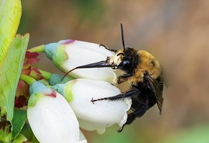 Biene auf Blüte