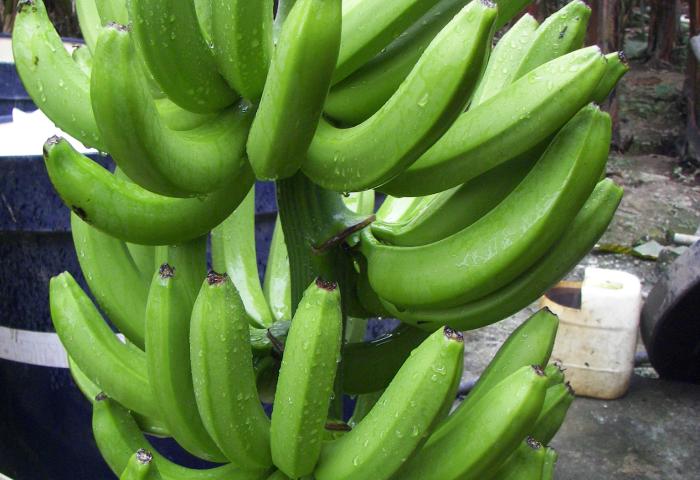 grünen Bananen an der Staude