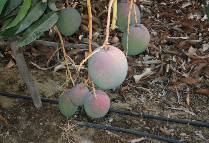 mehrere Mangos hängen am Baum