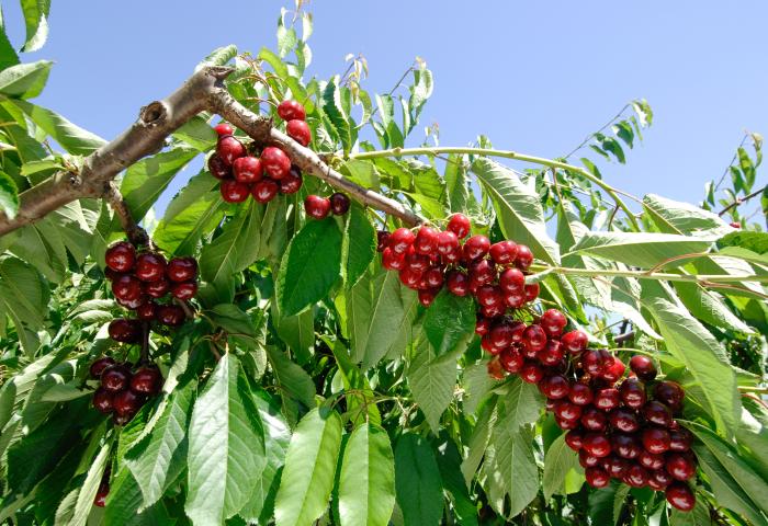 viele Kirschen im Baum