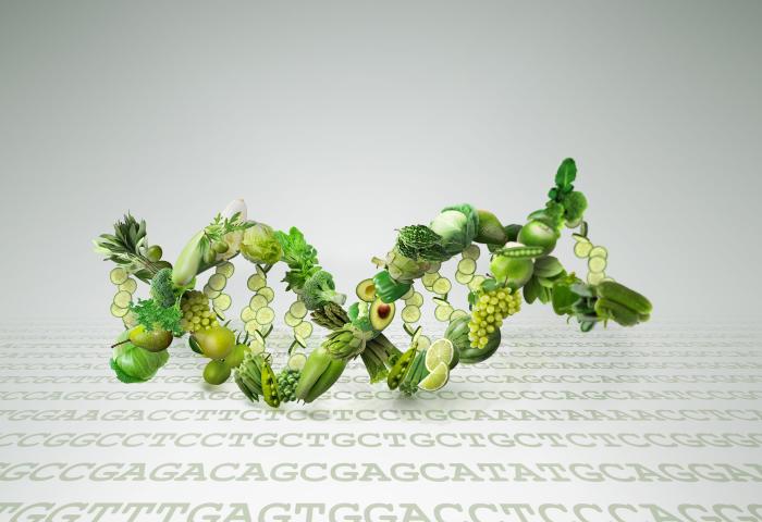 DNA-Strang bestehend auf grünem Obst und Gemüse