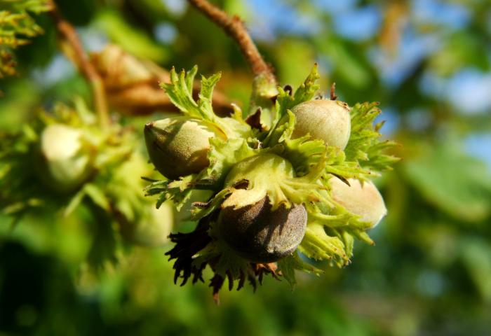 Haselnüsse am Baum