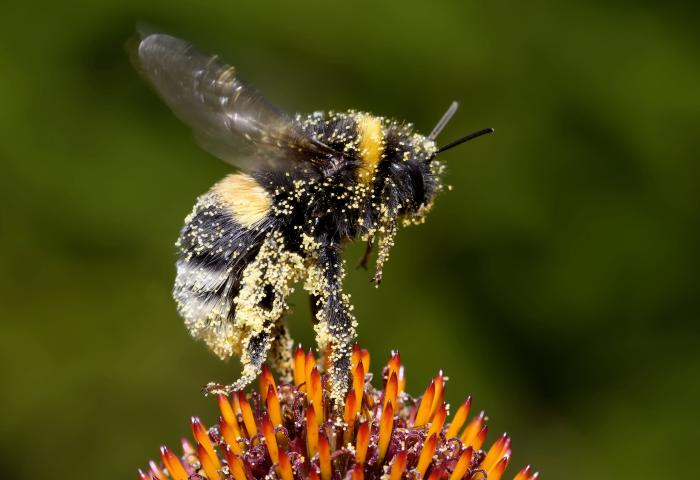 Hummel auf Blüte und mit Pollen am Körper