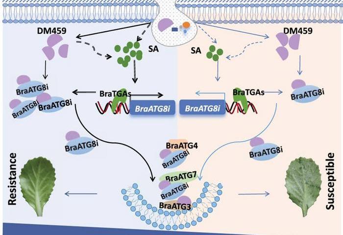 Übersicht über Mechanismen bei Falschem Mehltau