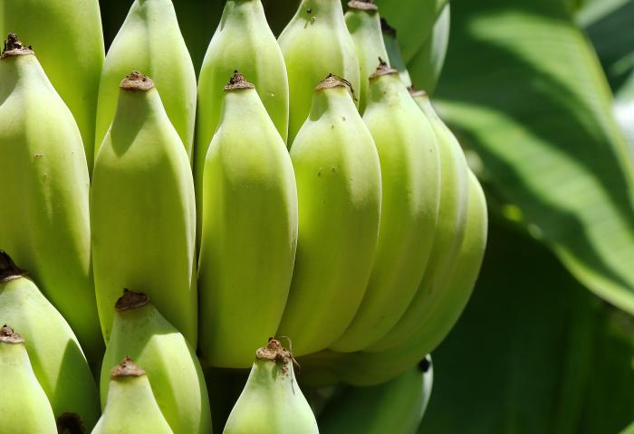 Bananen an der Staude