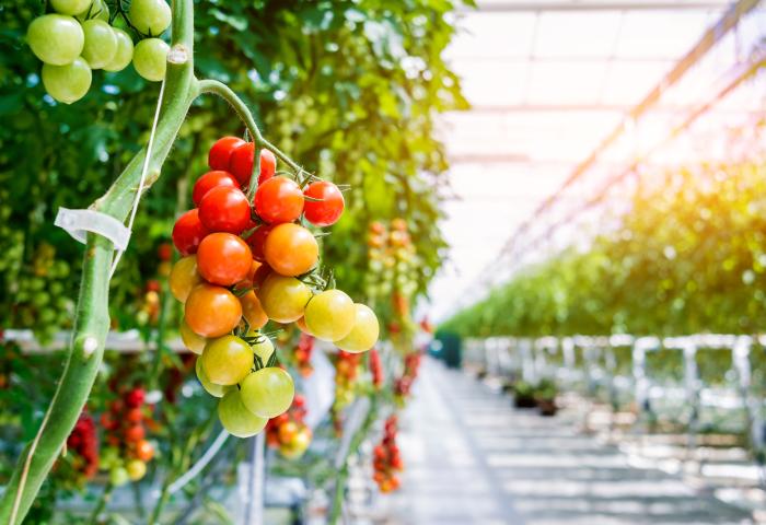 Tomaten im Gewächshaus