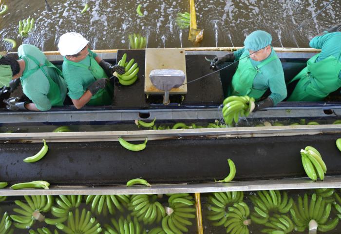 Menschen sortieren Bananen in Packstation