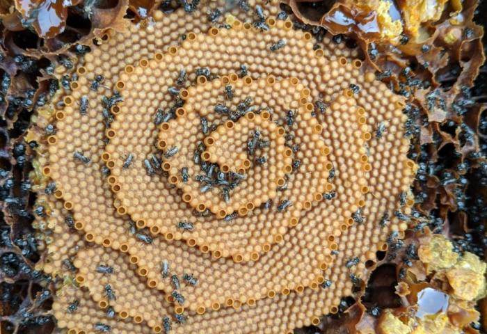 Bienen mit Waben in Baum