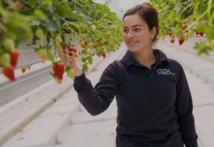 Frau steht in Gewächshaus und hat Erdbeeren in der Hand