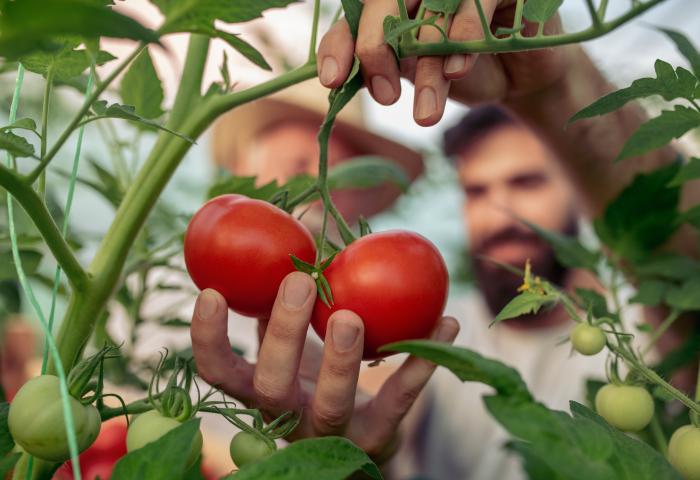 Männer betrachten Tomaten im Gewächshaus 